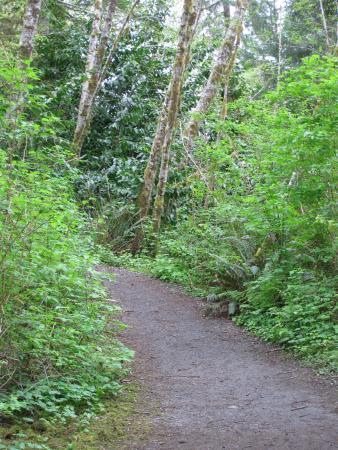 Quinault Big Spruce Tree